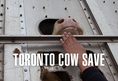 Animal Save Movement