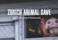 Animal Save Movement