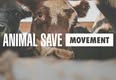 Animal Save Movement