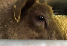 Animal Save Movement