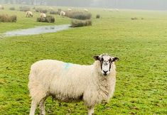 Animal Save Movement