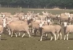 Animal Save Movement