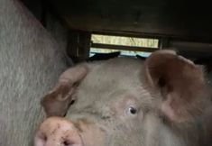 Animal Save Movement