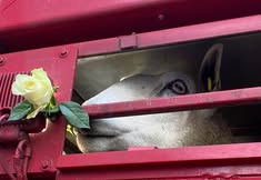 Animal Save Movement