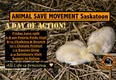 Animal Save Movement