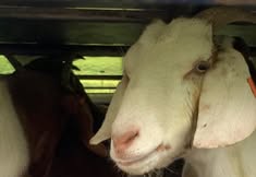 Animal Save Movement