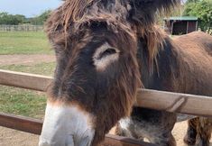 Animal Save Movement