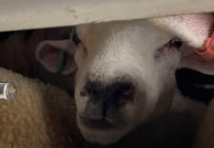 Animal Save Movement