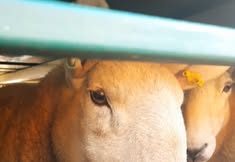 Animal Save Movement