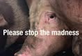 Animal Save Movement