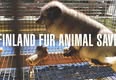 Animal Save Movement