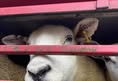 Animal Save Movement