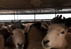 Animal Save Movement