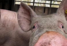 Animal Save Movement