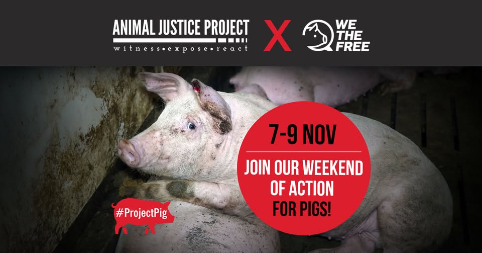 Animal Justice Project