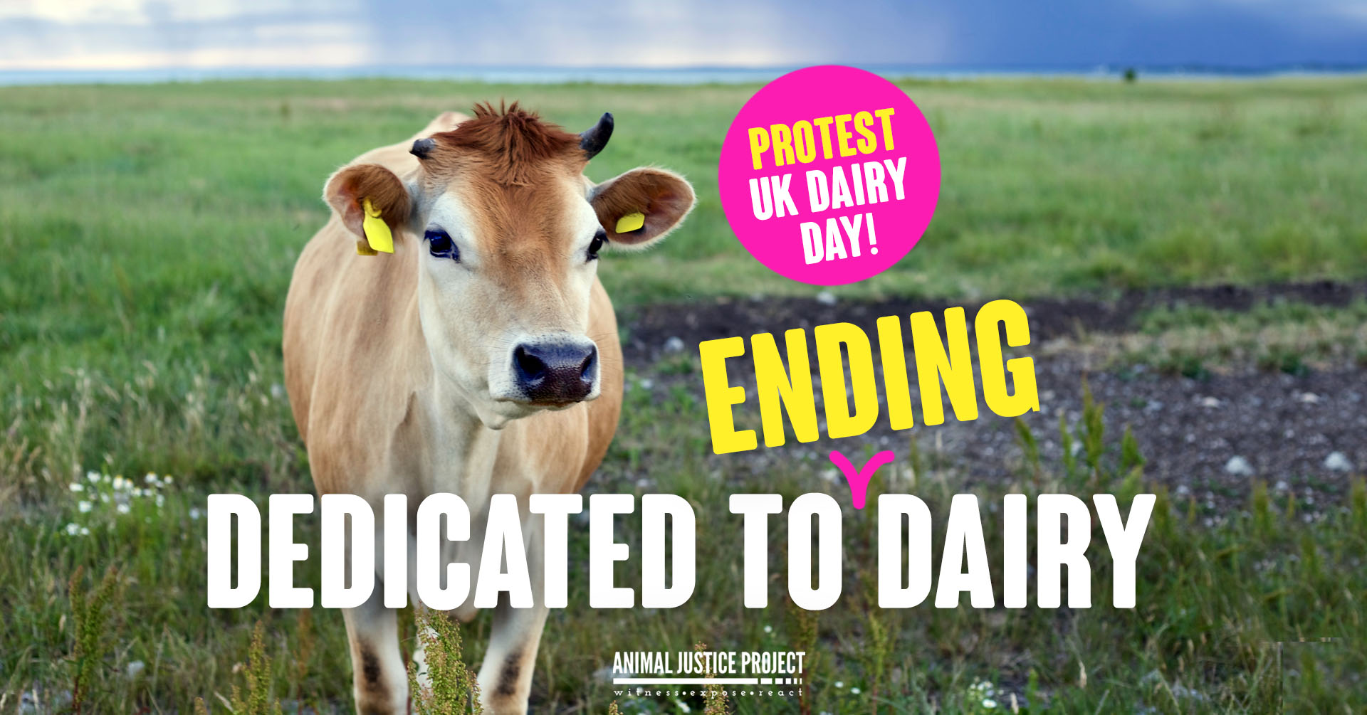 Animal Justice Project