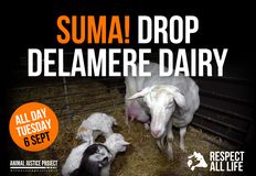 Animal Justice Project