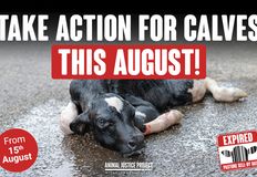 Animal Justice Project