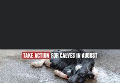 Animal Justice Project