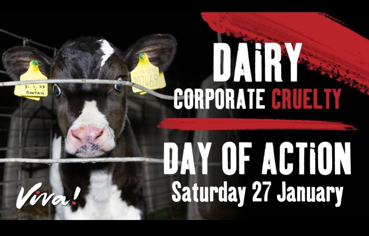 Swindon Animal Rights