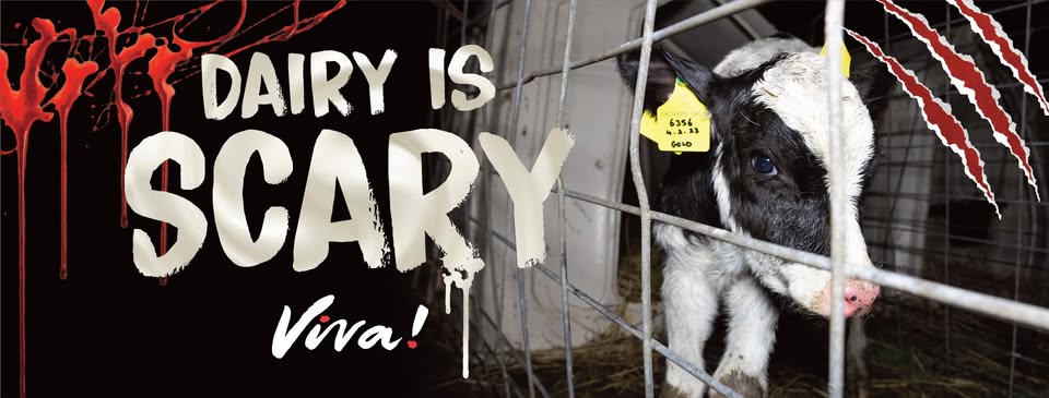Swindon Animal Rights