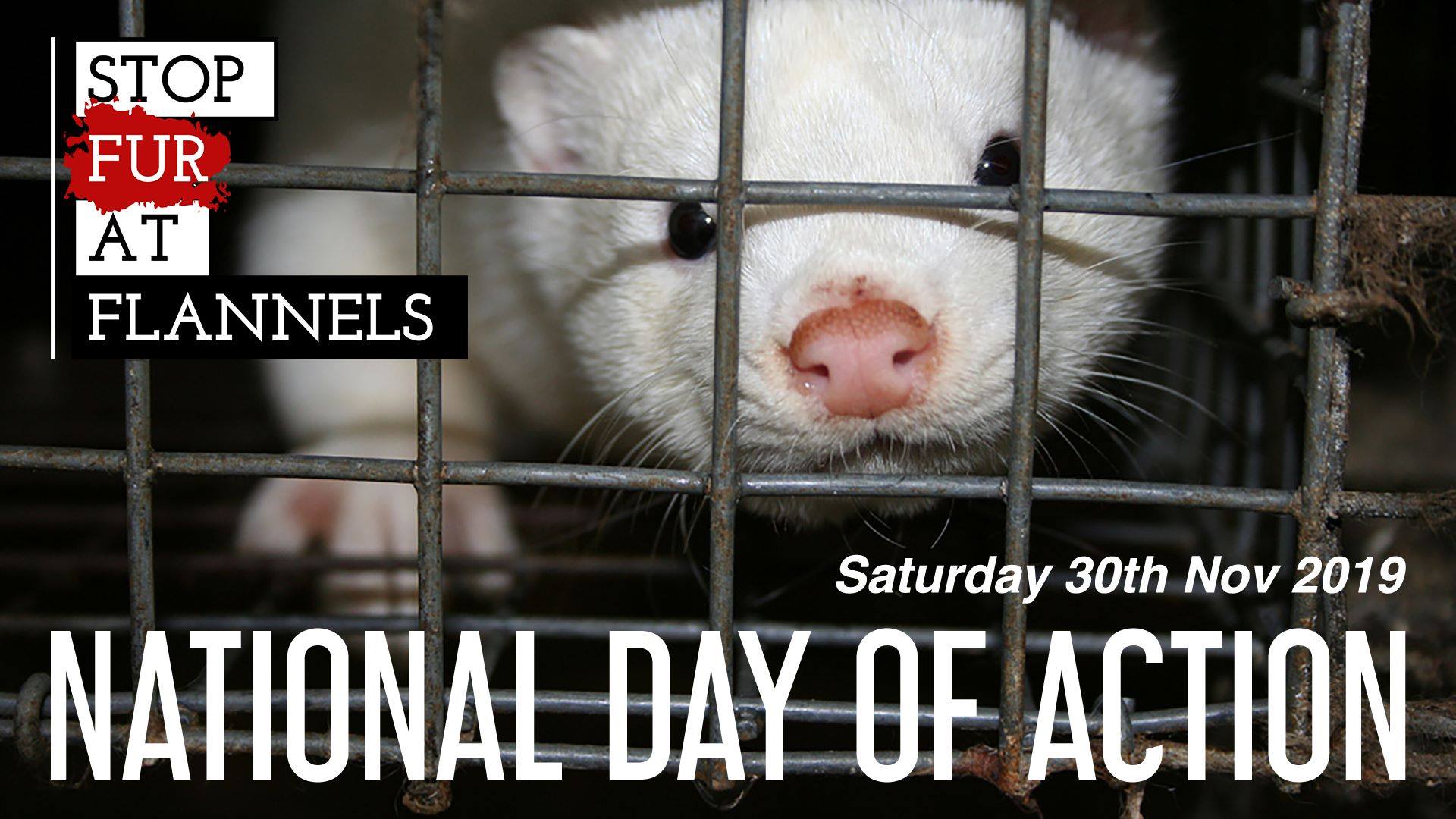 Swindon Animal Rights