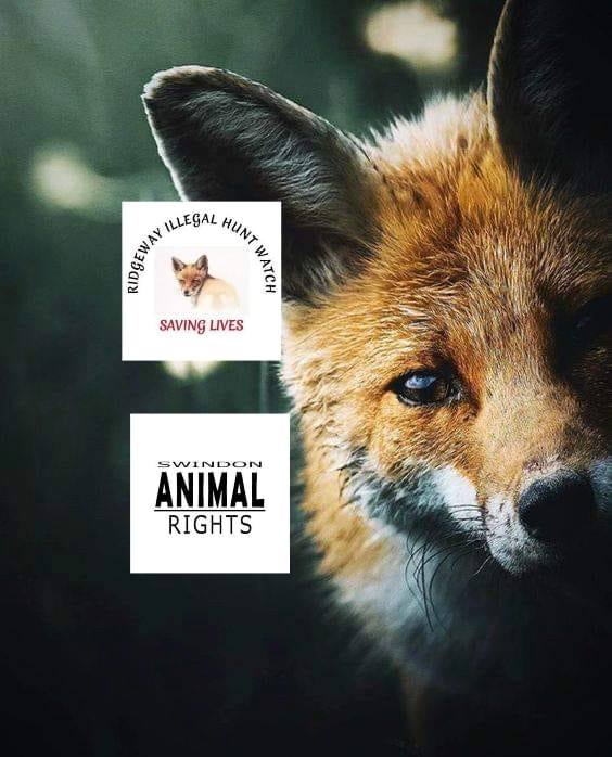 Swindon Animal Rights