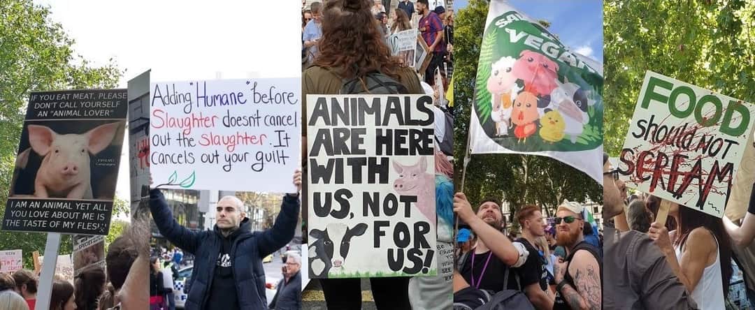 Swindon Animal Rights