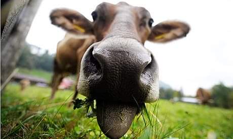 Swindon Animal Rights