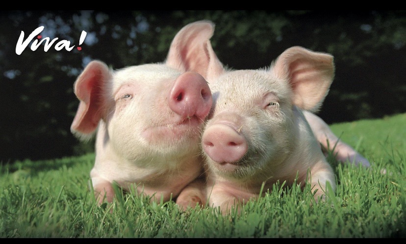 Swindon Animal Rights