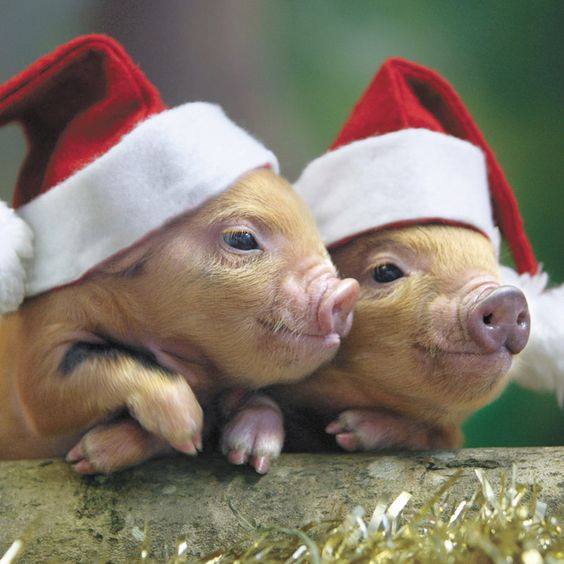 Swindon Animal Rights