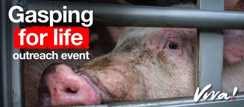 Swindon Animal Rights