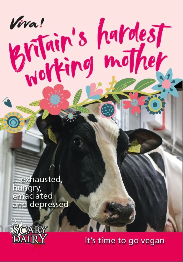 Swindon Animal Rights