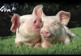 Swindon Animal Rights