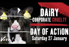 Swindon Animal Rights