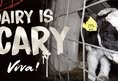 Swindon Animal Rights