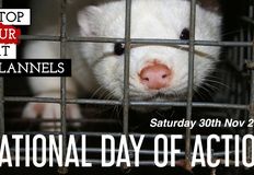 Swindon Animal Rights