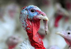 Swindon Animal Rights