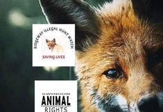 Swindon Animal Rights