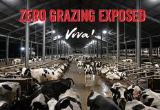 Swindon Animal Rights