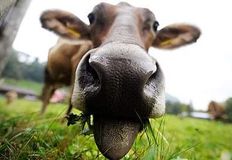 Swindon Animal Rights