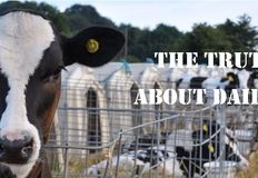 Swindon Animal Rights