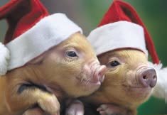 Swindon Animal Rights