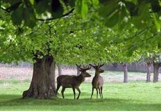 Stop the Wildlife Cull - Royal Parks and Home Park