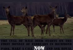 Stop the Wildlife Cull - Royal Parks and Home Park