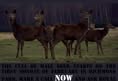 Stop the Wildlife Cull - Royal Parks and Home Park