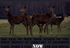 Stop the Wildlife Cull - Royal Parks and Home Park