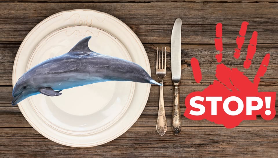 Captain Paul Watson Foundation