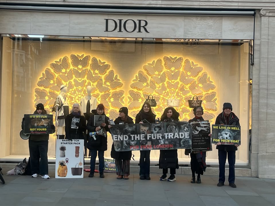 Fur Free