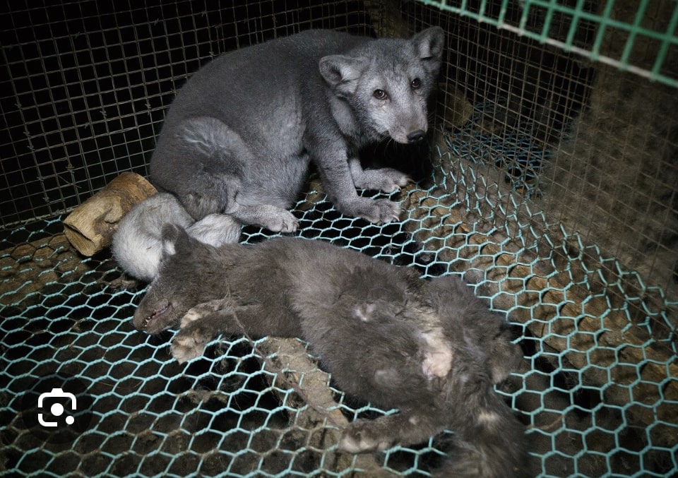 Fur Free
